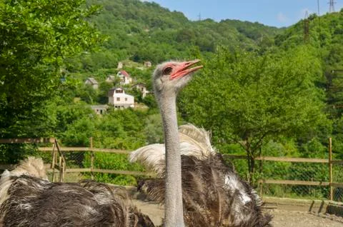 Ostrich in the park Stock Photos