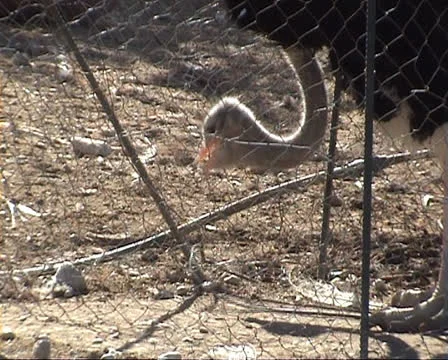 Ostrich pecking at a cable Stock Footage 22570647