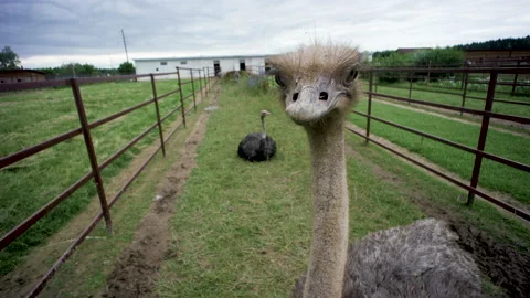Ostrich pecking at the camera 스톡 동영상 137024838