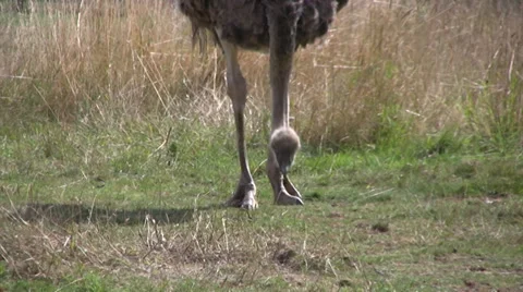 Ostrich pecking the grass Stock Footage 28045572