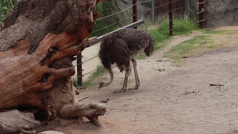 Ostrich Pecks at the Ground, Eating. Stock Footage 79699679