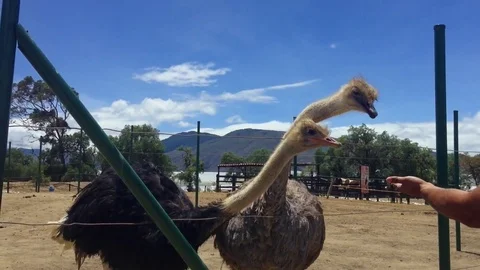 Ostrich Pecks Man's Hand While Eating Stock Footage 83793582