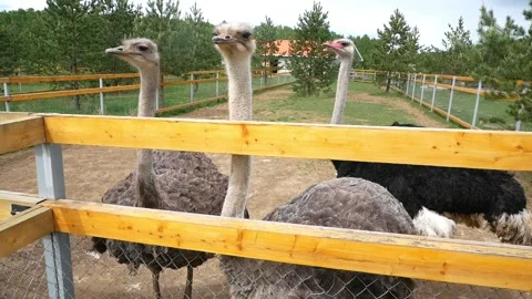 Ostrich pen. Video stock 135573612