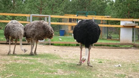 Ostrich pen. 動画素材 135573643