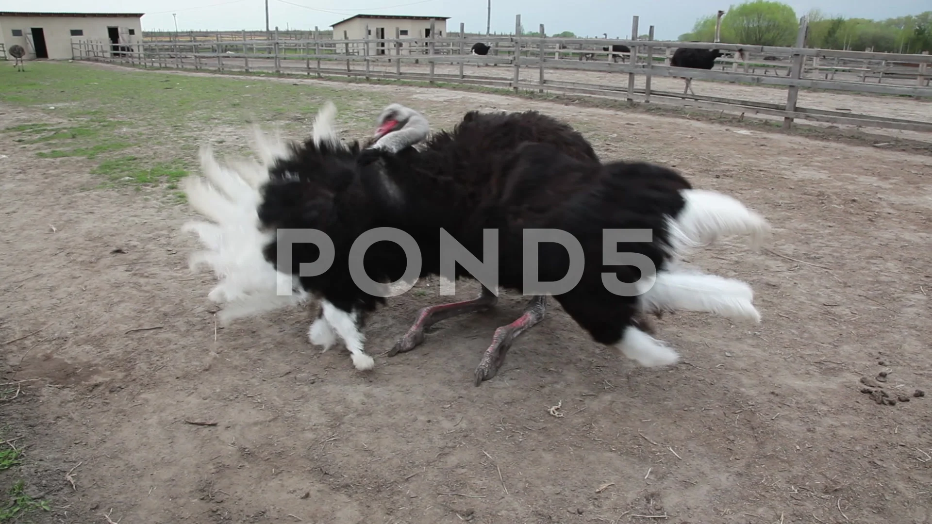 Ostrich performs a mating dance