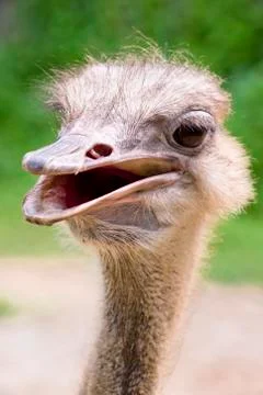 Ostrich Stock Photos
