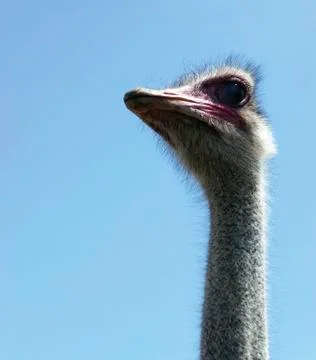 Ostrich Stock Photos