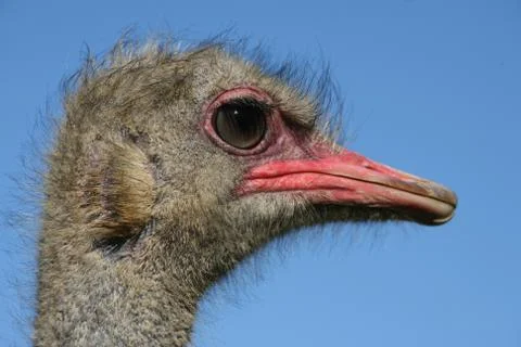 Ostrich Foto stock