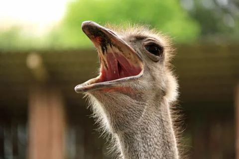 Ostrich 库存照片