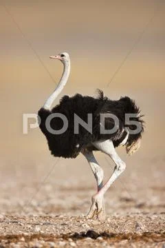 Ostrich Stock Photos