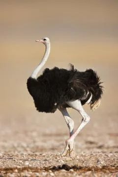 Ostrich Stock Photos