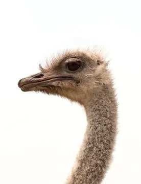 Ostrich Foto stock