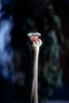 Ostrich Stock Photos