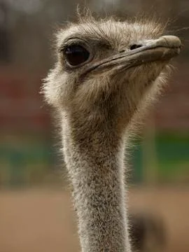 Ostrich Stock Photos