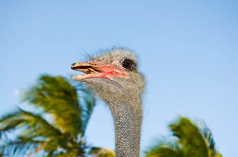 Ostrich Stock Photos