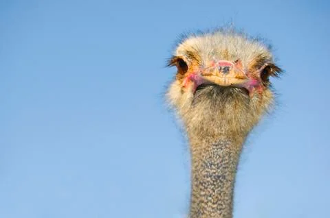 Ostrich Stock Photos