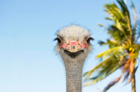 Ostrich Stock-Fotos