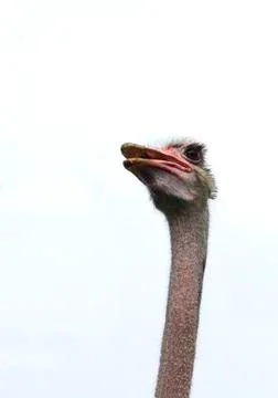 Ostrich Stock Photos