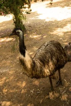 Ostrich Stock Photos