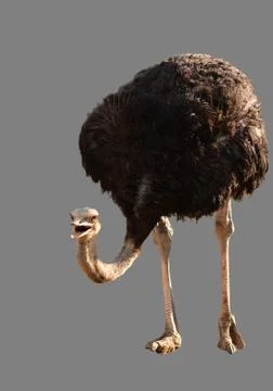 Ostrich Foto stock