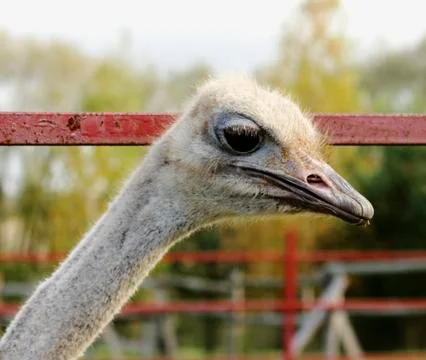 Ostrich Stock Photos
