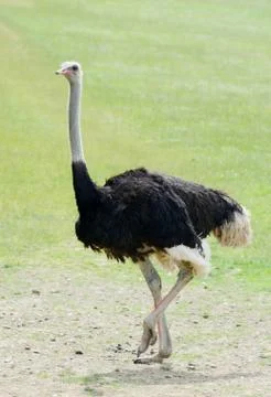 Ostrich Stock Photos