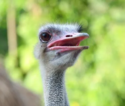 Ostrich Stock Photos