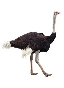 Ostrich Stock Photos