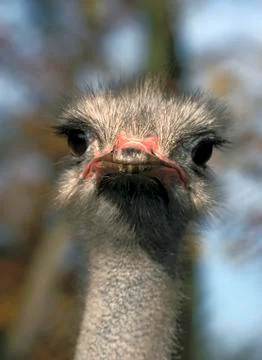 Ostrich Stock Photos
