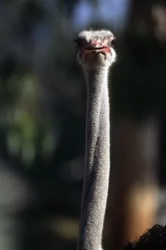Ostrich Stock Photos