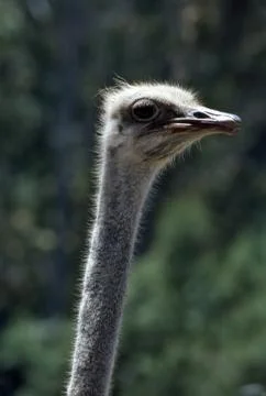 Ostrich Stock Photos