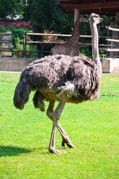 Ostrich Foto stock