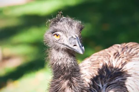 Ostrich Stock Photos