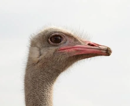 Ostrich Stock Photos