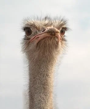 Ostrich Stock Photos
