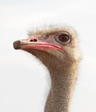 Ostrich Stock Photos