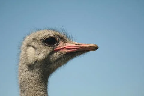 Ostrich Stock Photos
