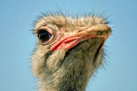 Ostrich Stock Photos