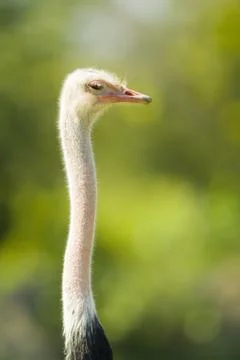 Ostrich Stock Photos