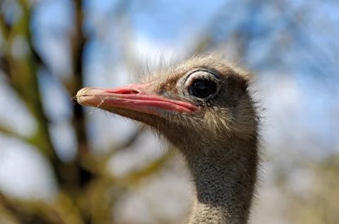 Ostrich Stock-Fotos