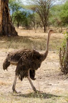 Ostrich Stock Photos