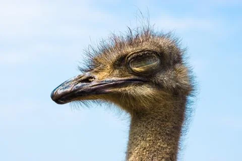 Ostrich Stock Photos
