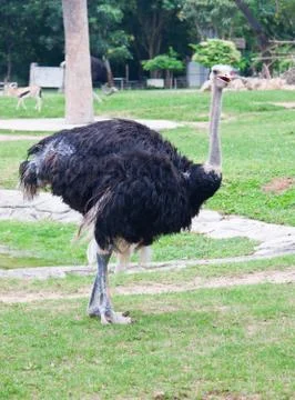 Ostrich Stock Photos