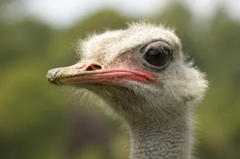 Ostrich Stock Photos