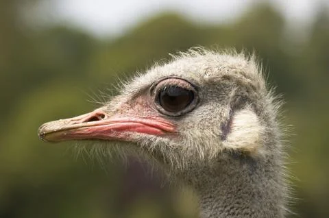 Ostrich Stock Photos