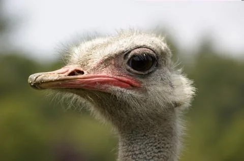 Ostrich Stock Photos