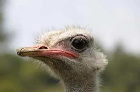Ostrich Stock Photos