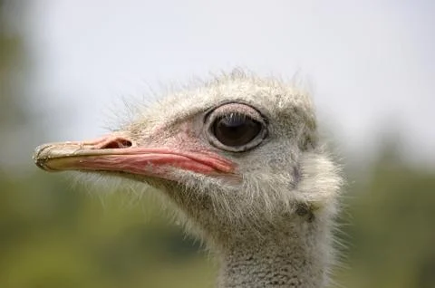 Ostrich Stock Photos