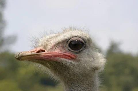 Ostrich Stock Photos