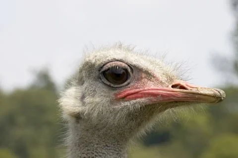 Ostrich Stock Photos